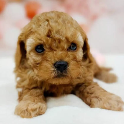 トイプードル(タイニー)