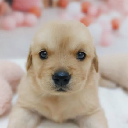 ゴールデンレトリバー