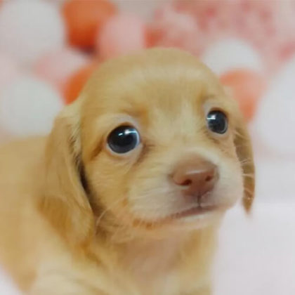 チワックス(チワワ×ダックスフンド)