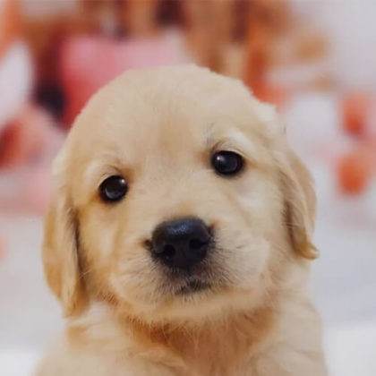 ゴールデンレトリーバー