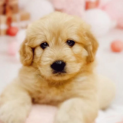 ゴールデンドゥードル(プードル×ゴールデンレトリバー)