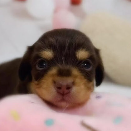 チワックス(チワワ×ダックスフンド)