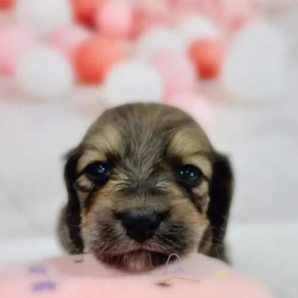 ミニチュアダックスフンド(ロング)