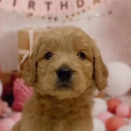 ゴールデンドゥードル(プードル×ゴールデンレトリバー)