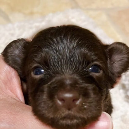 チワプー (チワワ×プードル)