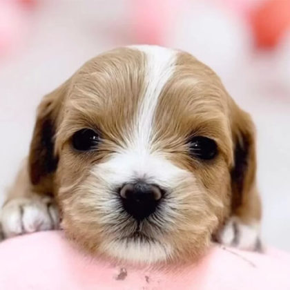 マルプー(マルチーズ×トイプードル)