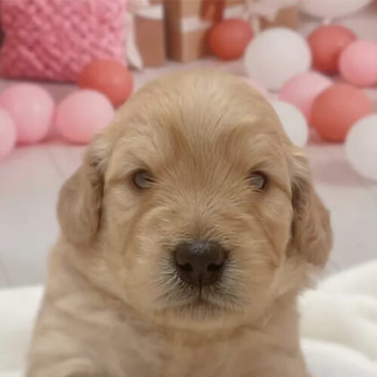 ゴールデンドゥードル(プードル×ゴールデンレトリバー)