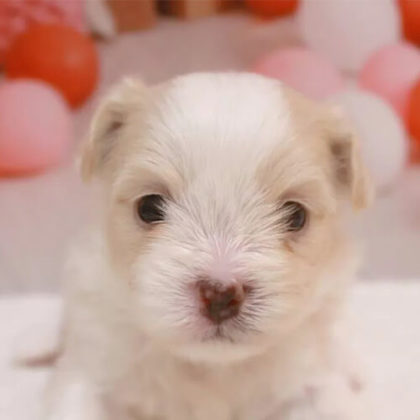 チワマル(チワワ×マルチーズ)