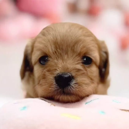 チワプー(チワワ×トイプードル)