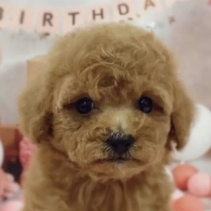 トイプードル(トイ)