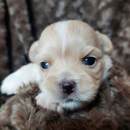 チワマル (チワワ×マルチーズ)