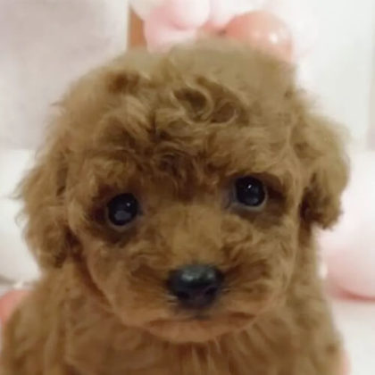 トイプードル(トイ)