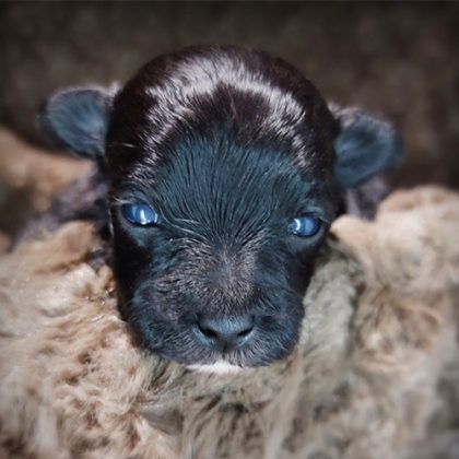 マルプー(マルチーズ×トイプードル)