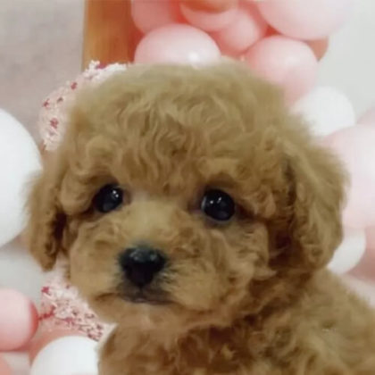 トイプードル(トイ)