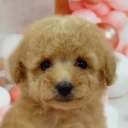 トイプードル(トイ)