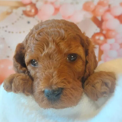 スタンダードプードル