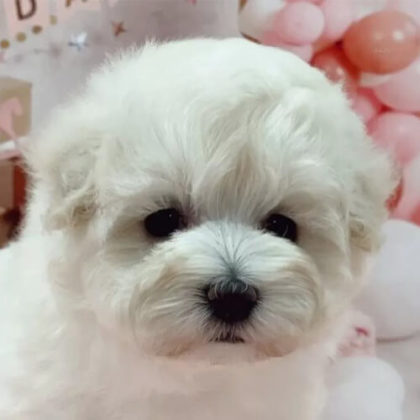 マルプー(マルチーズ×トイプードル)