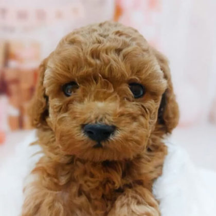 トイプードル(トイ)