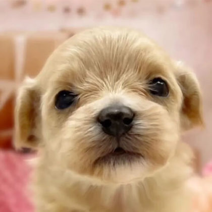 マルプー(マルチーズ×トイプードル)