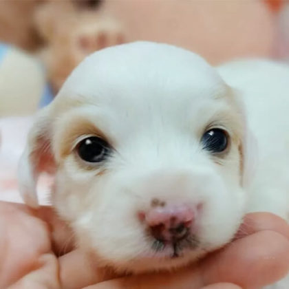 チワックス(チワワ×ダックスフンド)