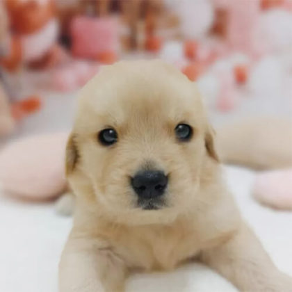 ゴールデンレトリバー