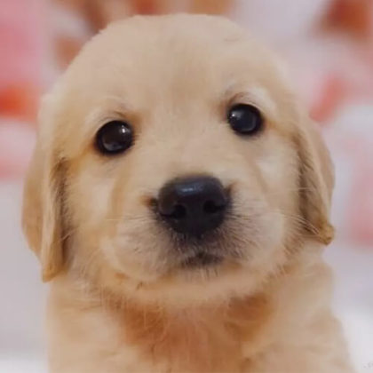 ゴールデンレトリバー