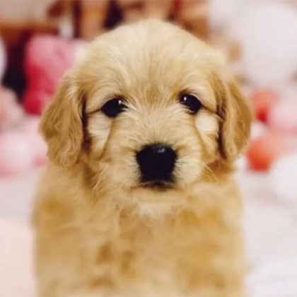 ゴールデンドゥードル(プードル×ゴールデンレトリバー)