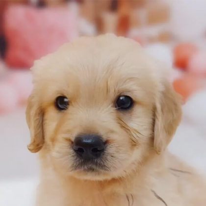 ゴールデンレトリバー