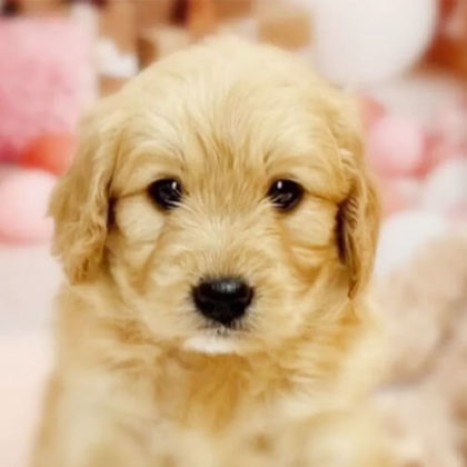 ゴールデンドゥードル(プードル×ゴールデンレトリバー)