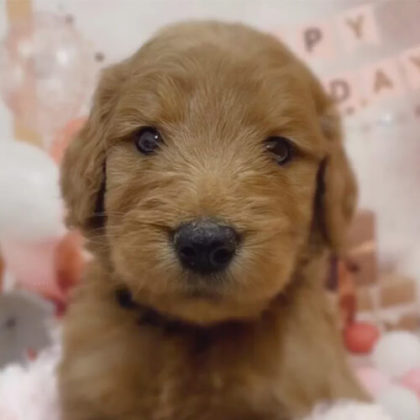 ゴールデンドゥードル(プードル×ゴールデンレトリバー)