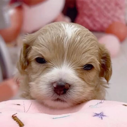 マルプー(マルチーズ×トイプードル)