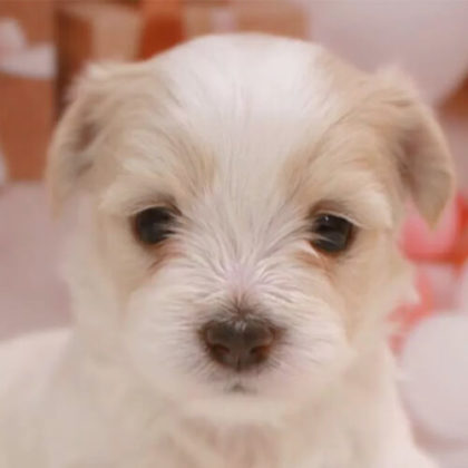 チワマル(チワワ×マルチーズ)