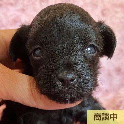 チワプー (チワワ×プードル)