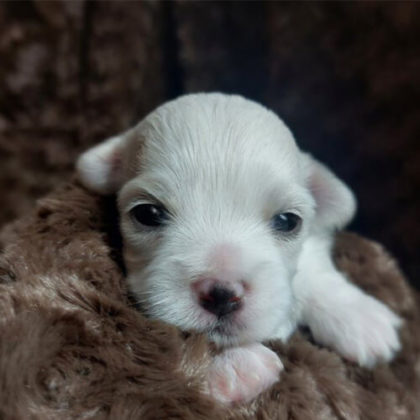 チワマル (チワワ×マルチーズ)