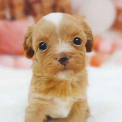 チワプー(チワワ×トイプードル)