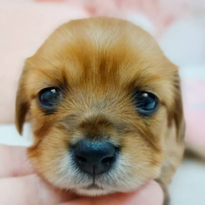 チワックス(チワワ×ダックスフンド)