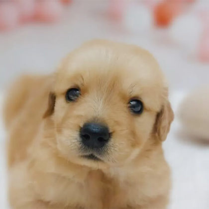 ゴールデンレトリバー