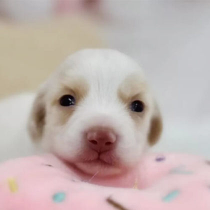 チワックス(チワワ×ダックスフンド)