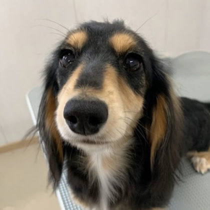 ルル ミニチュアダックスフンド(ロング)