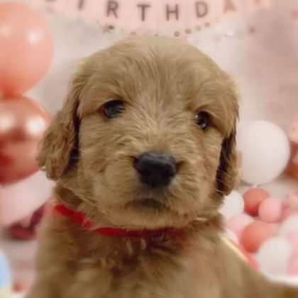 ゴールデンドゥードル(プードル×ゴールデンレトリバー)