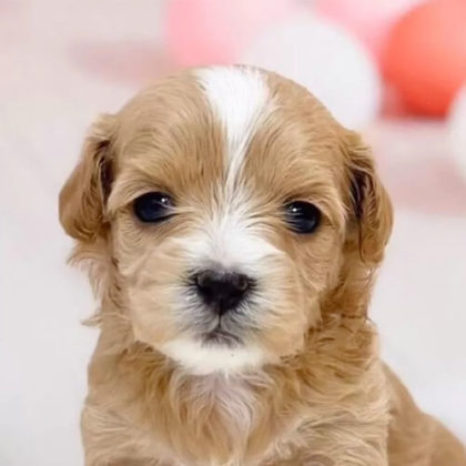 マルプー(マルチーズ×トイプードル)