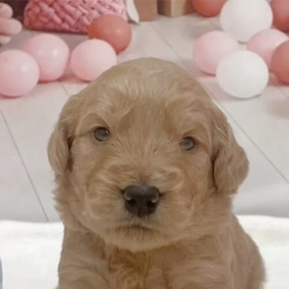 ゴールデンドゥードル(プードル×ゴールデンレトリバー)