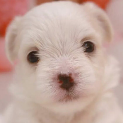 チワマル(チワワ×マルチーズ)