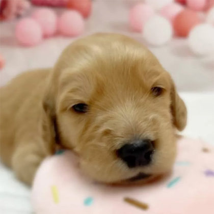 ゴールデンドゥードル(プードル×ゴールデンレトリバー)