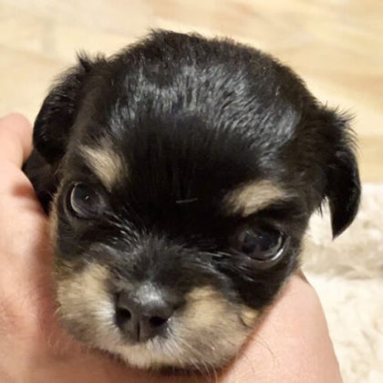 チワワ(ロング)