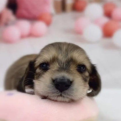 ミニチュアダックスフンド(ロング)