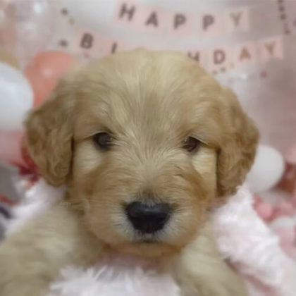 ゴールデンドゥードル(プードル×ゴールデンレトリバー)