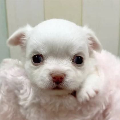 チワワ(ロング)