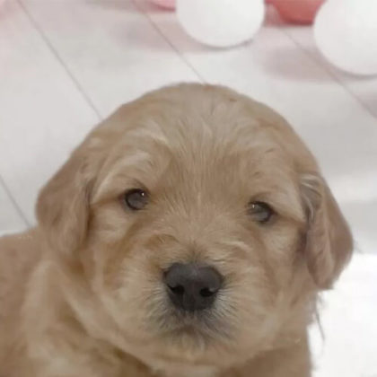 ゴールデンドゥードル(プードル×ゴールデンレトリバー)