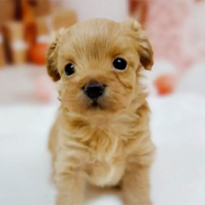 チワプー(チワワ×トイプードル)